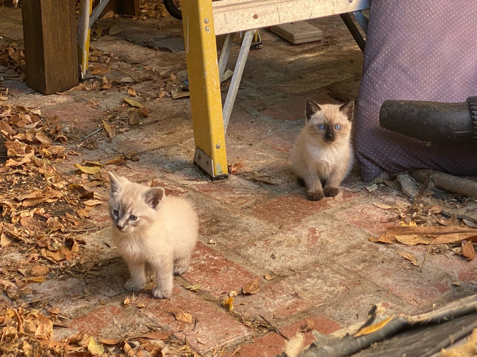Two stray kittens